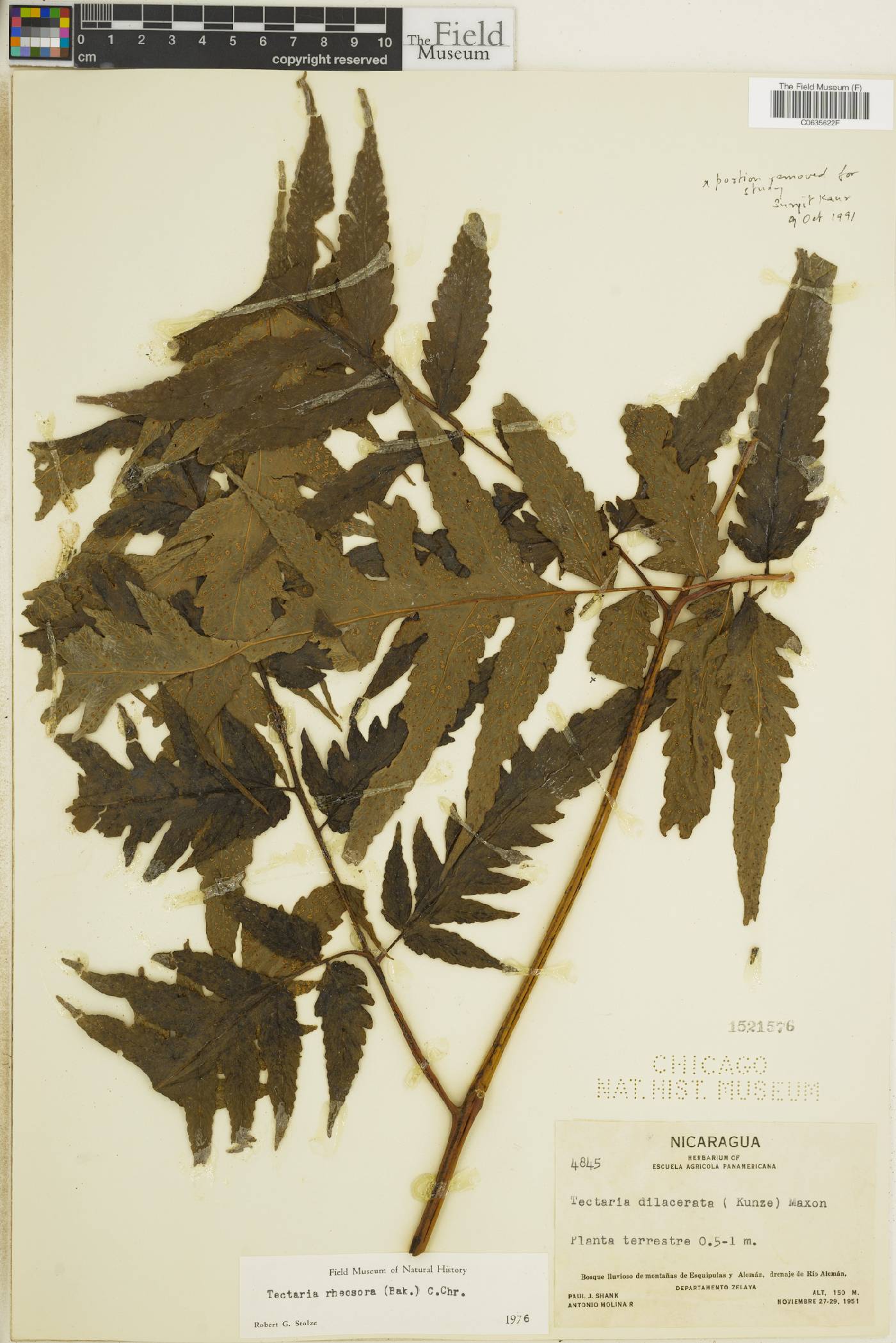 Tectaria athyrioides image