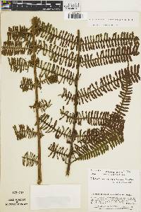 Steiropteris decussata image