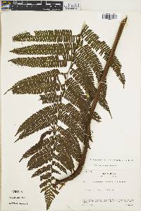 Steiropteris decussata image