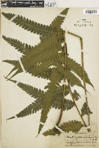 Steiropteris glandulosa image