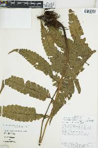 Steiropteris glandulosa image