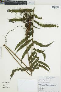 Steiropteris leprieurii image