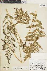 Athyrium dombeyi image