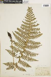 Athyrium dombeyi image