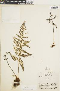 Athyrium dombeyi image