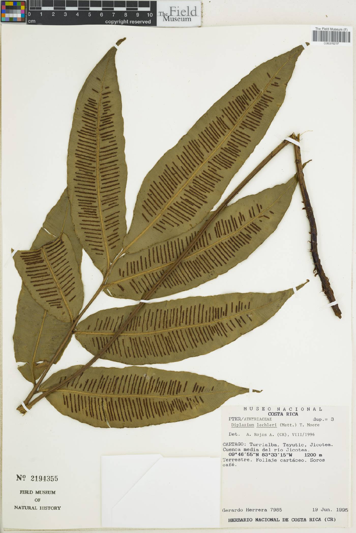 Desmophlebiaceae image