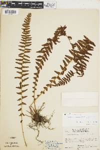 Woodsia mollis image