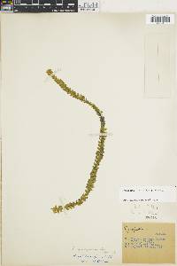 Phlegmariurus dichaeoides image