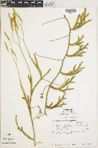 Lycopodium clavatum subsp. clavatum image