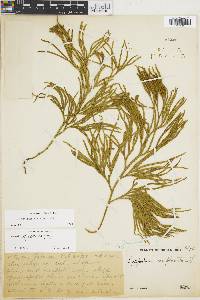 Diphasiastrum thyoides image