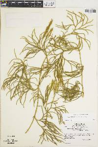 Diphasiastrum thyoides image