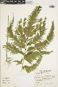 Selaginella anceps image