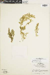 Selaginella bernoullii image