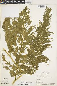 Selaginella exaltata image