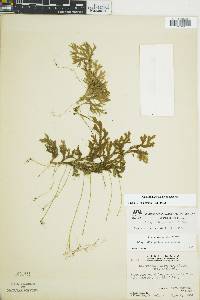 Selaginella guatemalensis image