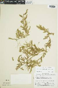 Selaginella horizontalis image