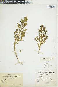 Selaginella martensii image