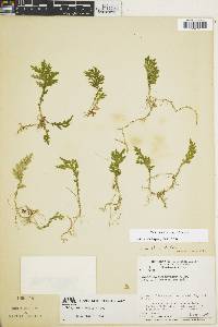 Selaginella mollis image