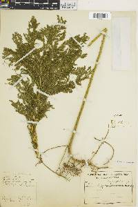 Selaginella oaxacana image