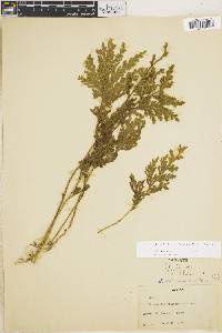 Selaginella pallescens image