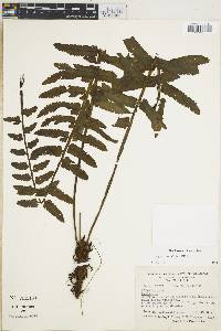 Asplenium alatum image