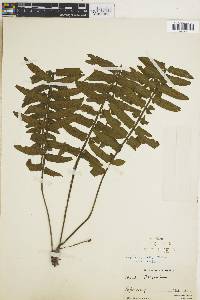 Asplenium alatum image