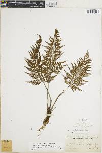 Asplenium fragrans image