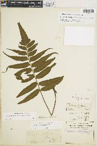 Hymenasplenium delitescens image