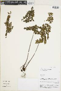 Asplenium flabellulatum image