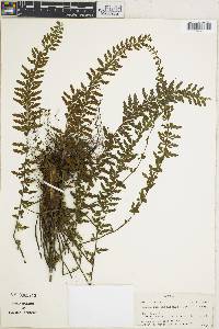 Asplenium haenkeanum image