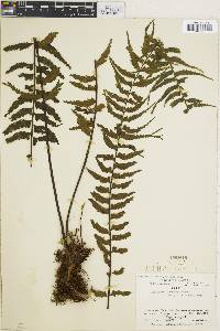 Asplenium harpeodes image