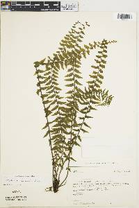 Asplenium harpeodes image