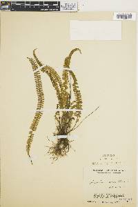 Asplenium monanthes image