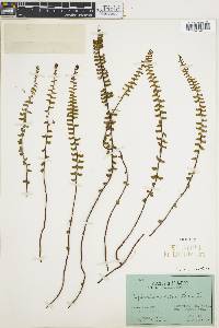 Asplenium monanthes image