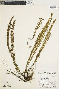 Asplenium monanthes image