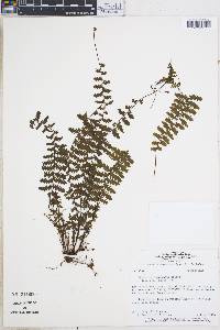 Asplenium sessilifolium image