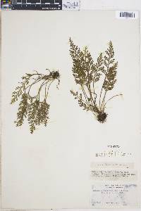 Asplenium theciferum image