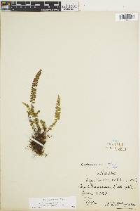 Asplenium monanthes var. wagneri image