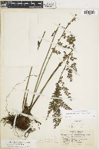 Asplenium myriophyllum image