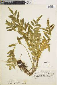 Asplenium obtusatum var. obliquum image