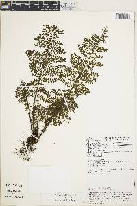 Asplenium rutaceum image