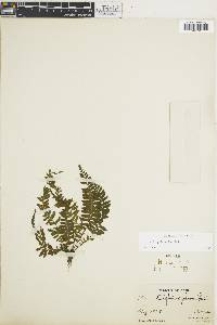 Asplenium pulchellum image