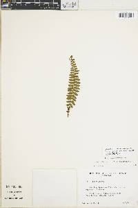 Asplenium raddianum image