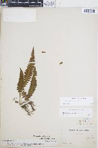 Blechnum asplenioides image