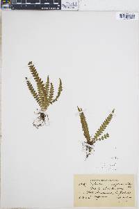 Blechnum asplenioides image