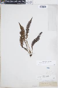 Blechnum asplenioides image