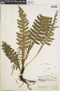 Austroblechnum lehmannii image