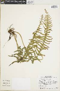 Blechnum hastatum image