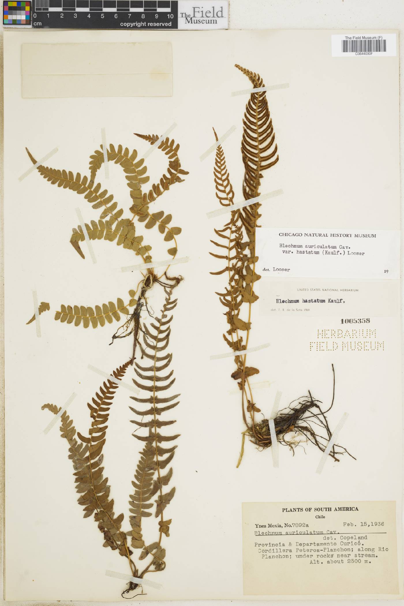 Blechnum hastatum image