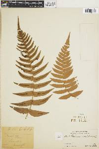 Blechnum occidentale image